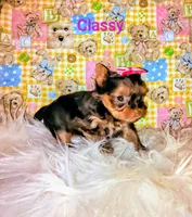 Classy, a female Yorkshire Terrier for sale in Tool, TX – 2 of 7
