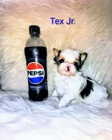 Tex Jr., a male Yorkshire Terrier for sale in Tool, TX – 3 of 5
