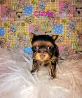 Classy, a female Yorkshire Terrier for sale in Tool, TX – 6 of 7