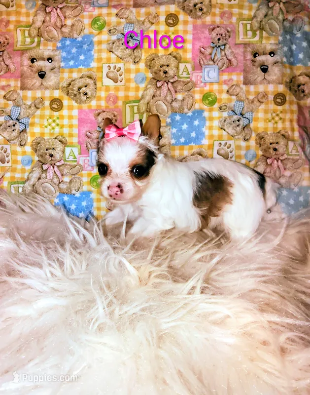 Chloe  – Yorkshire Terrier puppy for sale in Tool, TX