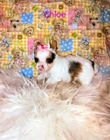 Chloe , a female Yorkshire Terrier for sale in Tool, TX – 2 of 3