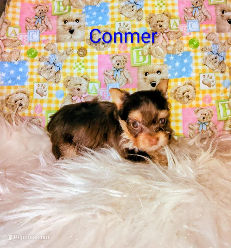 Conner – Yorkshire Terrier puppy for sale in Tool, TX