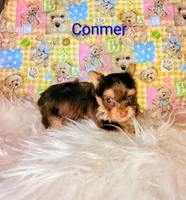 Conner, a male Yorkshire Terrier for sale in Tool, TX – 1 of 5