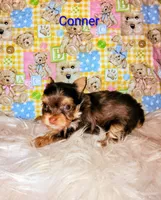 Conner, a male Yorkshire Terrier for sale in Tool, TX – 2 of 5