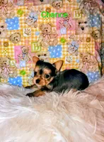 Chance, a male Yorkshire Terrier for sale in Tool, TX – 6 of 7
