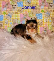 Conner, a male Yorkshire Terrier for sale in Tool, TX – 3 of 5