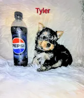 Tyler, a male Yorkshire Terrier for sale in Tool, TX – 4 of 6