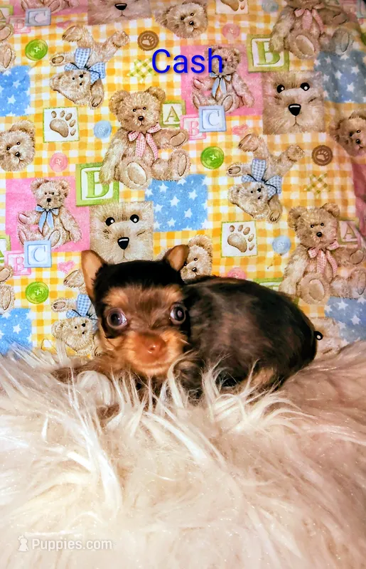 Cash – Yorkshire Terrier puppy for sale in Tool, TX