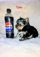 Tyler, a male Yorkshire Terrier for sale in Tool, TX – 3 of 6