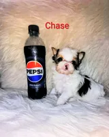 Chase, a male Yorkshire Terrier for sale in Tool, TX – 2 of 5