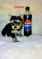 Conner, a male Yorkshire Terrier for sale in Tool, TX – 4 of 5