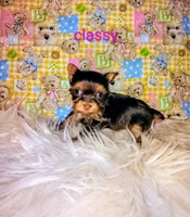 Classy, a female Yorkshire Terrier for sale in Tool, TX – 7 of 7
