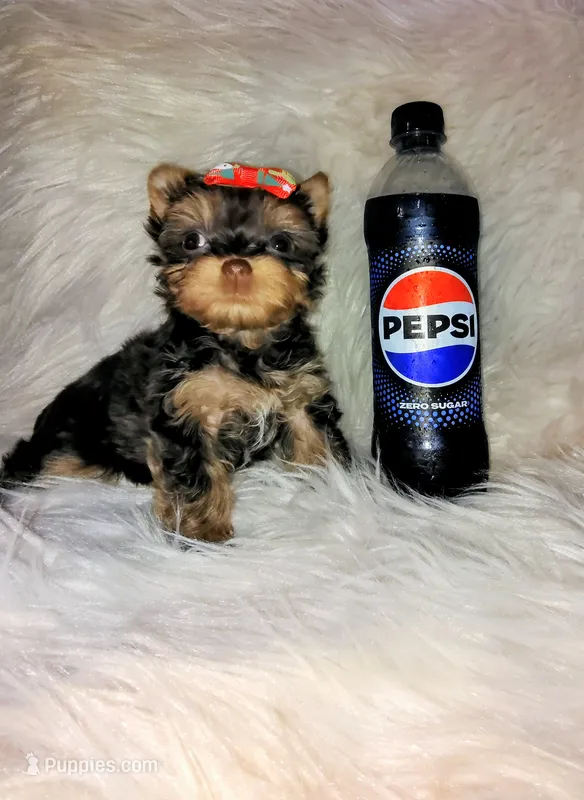 Classy – Yorkshire Terrier puppy for sale in Tool, TX