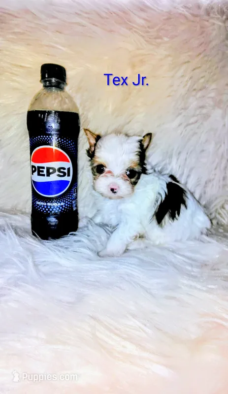 Tex Jr. – Yorkshire Terrier puppy for sale in Tool, TX