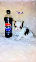 Tex Jr., a male Yorkshire Terrier for sale in Tool, TX – 1 of 5