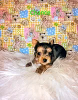 Chance, a male Yorkshire Terrier for sale in Tool, TX – 3 of 7