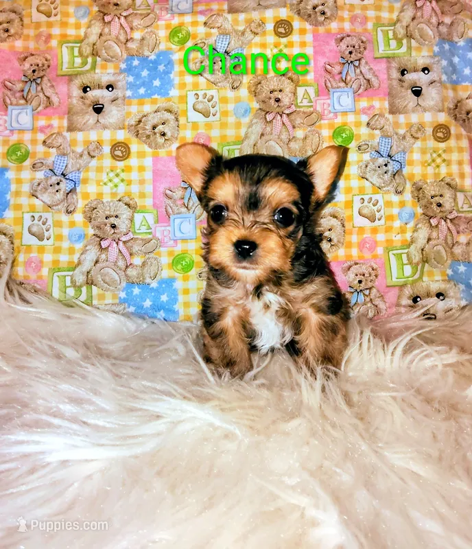 Chance – Yorkshire Terrier puppy for sale in Tool, TX
