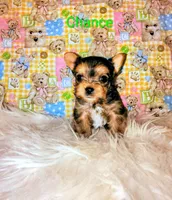 Chance, a male Yorkshire Terrier for sale in Tool, TX – 5 of 7