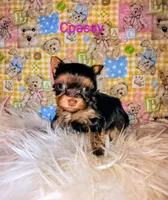 Classy, a female Yorkshire Terrier for sale in Tool, TX – 3 of 7