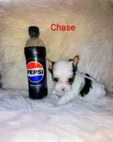 Chase, a male Yorkshire Terrier for sale in Tool, TX – 3 of 5