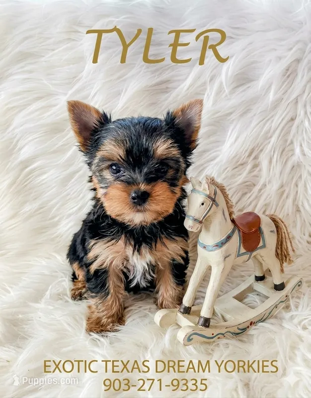 Tyler – Yorkshire Terrier puppy for sale in Kemp, TX