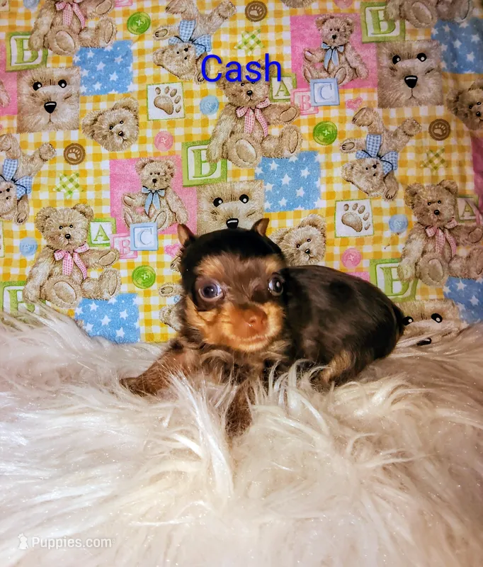Cash – Yorkshire Terrier puppy for sale in Tool, TX