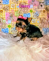 Classy, a female Yorkshire Terrier for sale in Tool, TX – 1 of 7