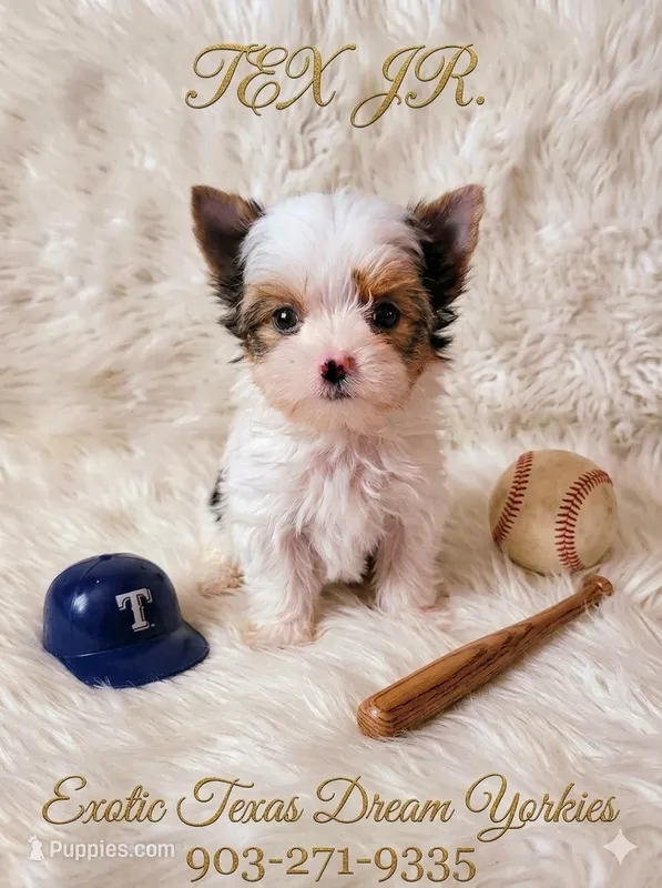 Tex Jr. – Yorkshire Terrier puppy for sale in Kemp, TX