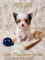 Tex Jr., a male Yorkshire Terrier for sale in Kemp, TX – 1 of 6