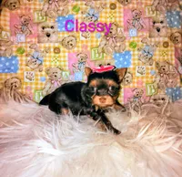 Classy, a female Yorkshire Terrier for sale in Tool, TX – 4 of 7