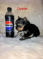 Conner, a male Yorkshire Terrier for sale in Tool, TX – 3 of 5