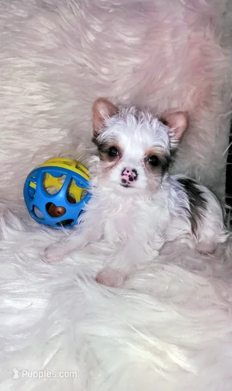 Chloe  – Yorkshire Terrier puppy for sale in Tool, TX