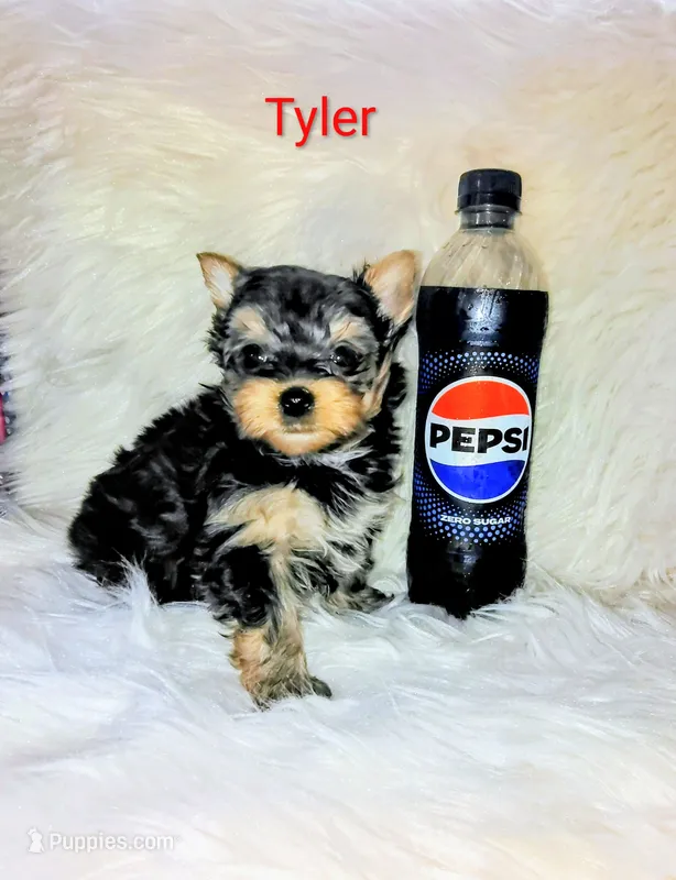 Tyler – Yorkshire Terrier puppy for sale in Tool, TX