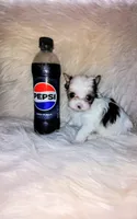 Chase, a male Yorkshire Terrier for sale in Tool, TX – 4 of 5