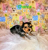 Chance, a male Yorkshire Terrier for sale in Tool, TX – 4 of 7