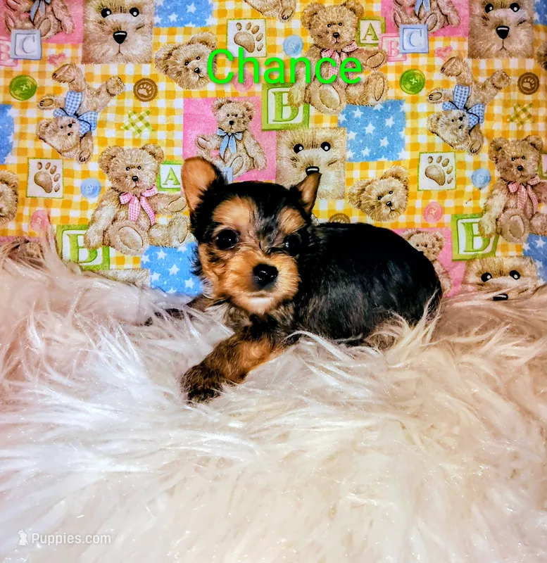 Chance – Yorkshire Terrier puppy for sale in Tool, TX