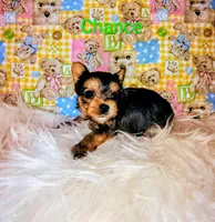 Chance, a male Yorkshire Terrier for sale in Tool, TX – 1 of 7