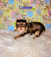 Conner, a male Yorkshire Terrier for sale in Tool, TX – 5 of 5