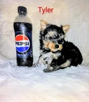 Tyler, a male Yorkshire Terrier for sale in Tool, TX – 5 of 6
