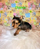 Chance, a male Yorkshire Terrier for sale in Tool, TX – 7 of 7
