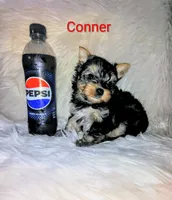 Conner, a male Yorkshire Terrier for sale in Tool, TX – 5 of 5