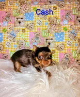 Cash, a male Yorkshire Terrier for sale in Tool, TX – 3 of 5