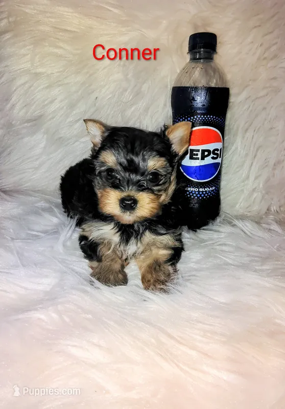 Conner – Yorkshire Terrier puppy for sale in Tool, TX