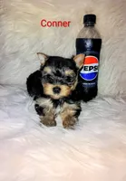 Conner, a male Yorkshire Terrier for sale in Tool, TX – 1 of 5