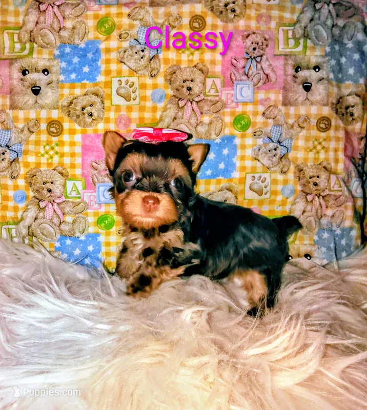 Classy – Yorkshire Terrier puppy for sale in Tool, TX