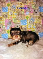 Conner, a male Yorkshire Terrier for sale in Tool, TX – 4 of 5