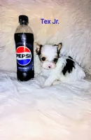 Tex Jr., a male Yorkshire Terrier for sale in Tool, TX – 2 of 5