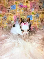 Chloe , a female Yorkshire Terrier for sale in Tool, TX – 3 of 3