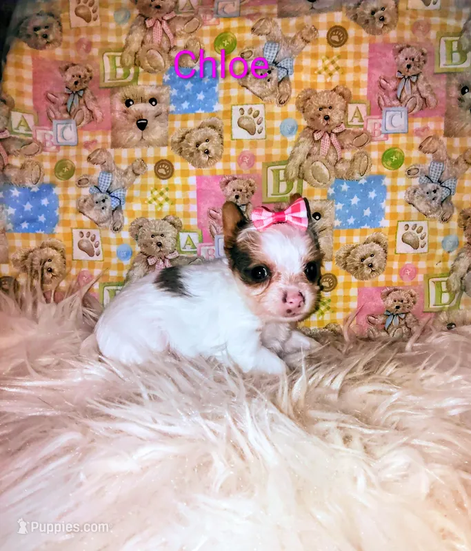 Chloe  – Yorkshire Terrier puppy for sale in Tool, TX