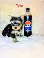 Tyler, a male Yorkshire Terrier for sale in Tool, TX – 2 of 6